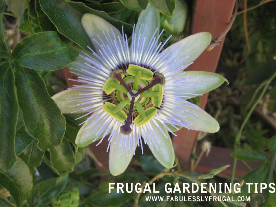 gardeningtips