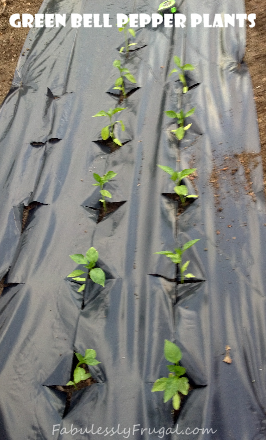 pepper plants