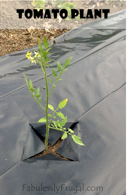 planted tomato plant 2