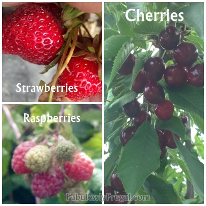 Gardening Berries