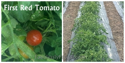 Gardening Tomatoes