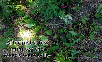 Wilty Weeds
