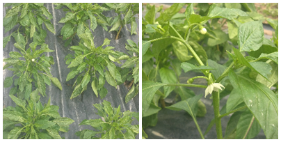 gardening peppers