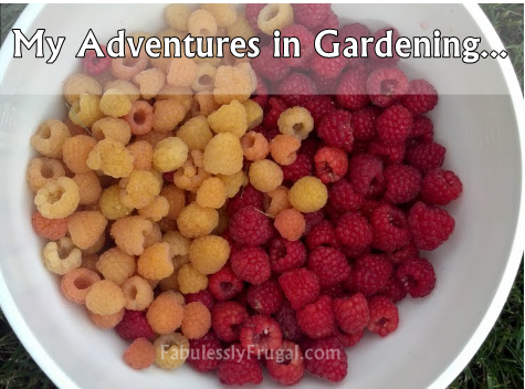 gardening raspberry pickens