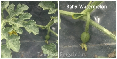 gardening watermelon