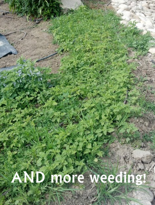 gardening weeds
