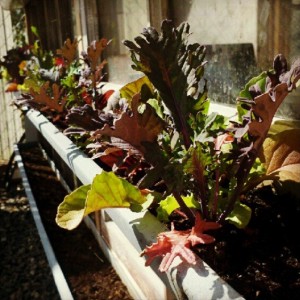 gutter gardening