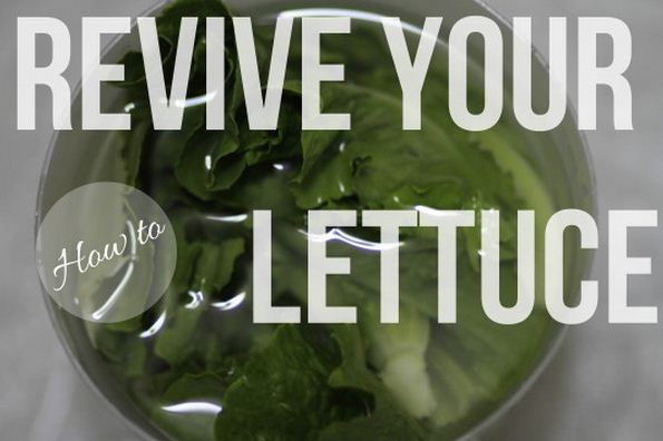revive your lettuce
