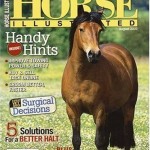 Horse-Illustrated-4