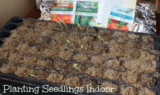 planting seedlings indoor
