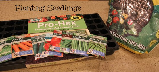 when to plant seedlings