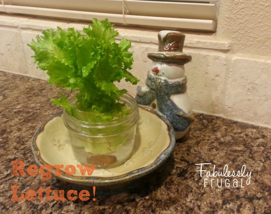 lettuce1