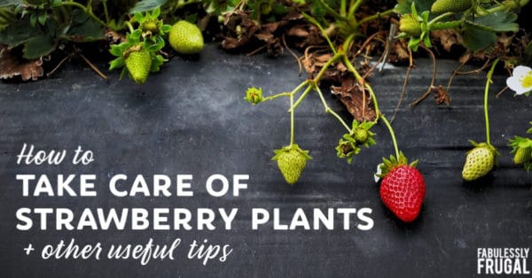 How to take care of strawberry plants
