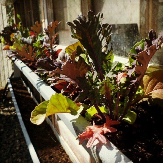 Gutter Gardening