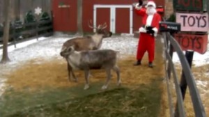 reindeer cam