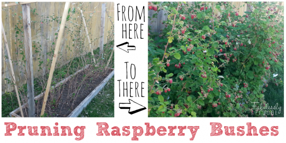 Cleaning Garden & Pruning Raspberries