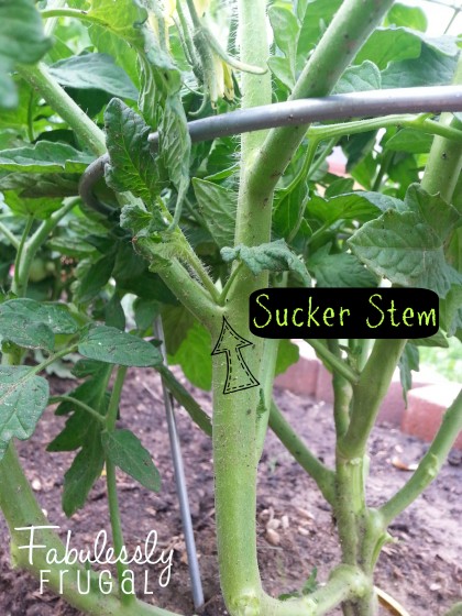 Pruning Tomato Plants