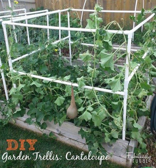 Garden Trellis1