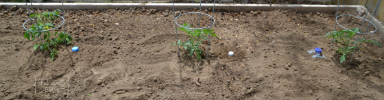 Deep Root Watering Tomatoes in Box