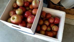 boise area apple deal