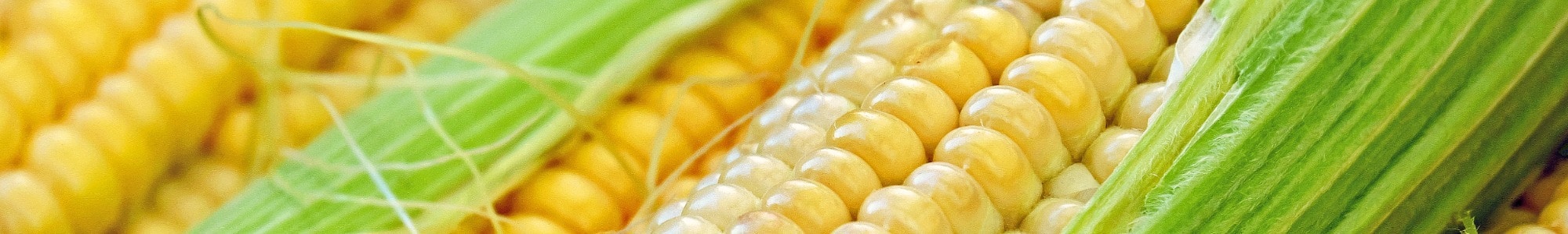 Corn banner image