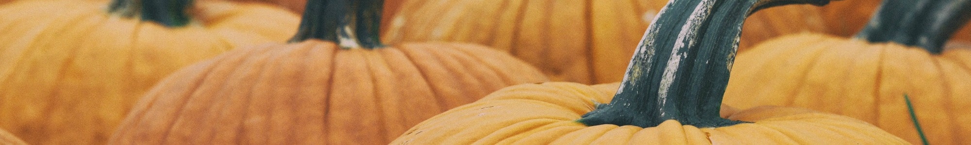 Pumpkin banner image