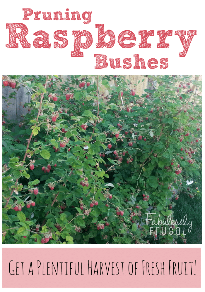 Pruning Raspberries Pinterest