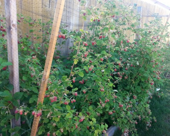 Raspberry Bush Trimmed