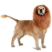Amazon: Dog Lion Mane $13.98 (Reg. $27.99)