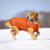 Amazon: Padded Vest Snow Suits for Dogs, 3 Colors XS - 5XL Dogs, from $4.99...