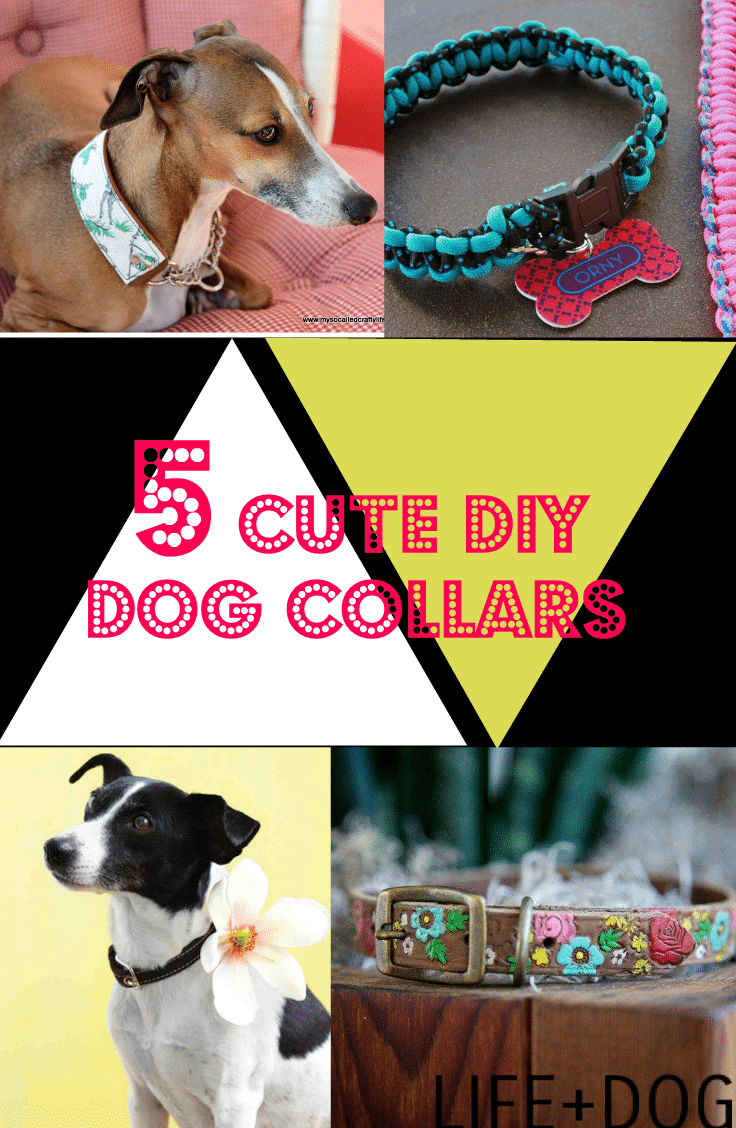 DIY dog collar ideas