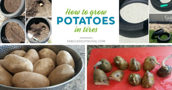 How to grow potatoes in tires
