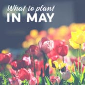 What to plant in may