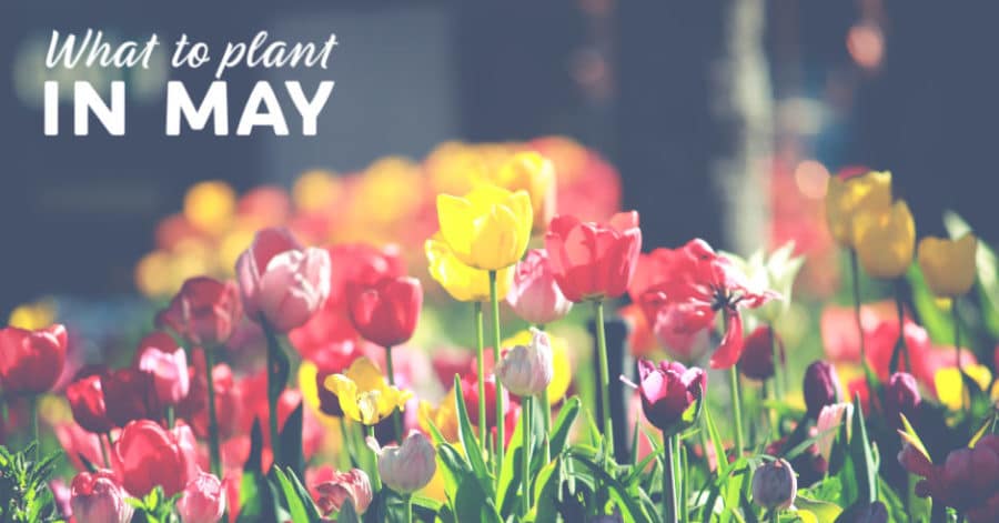 What to plant in may