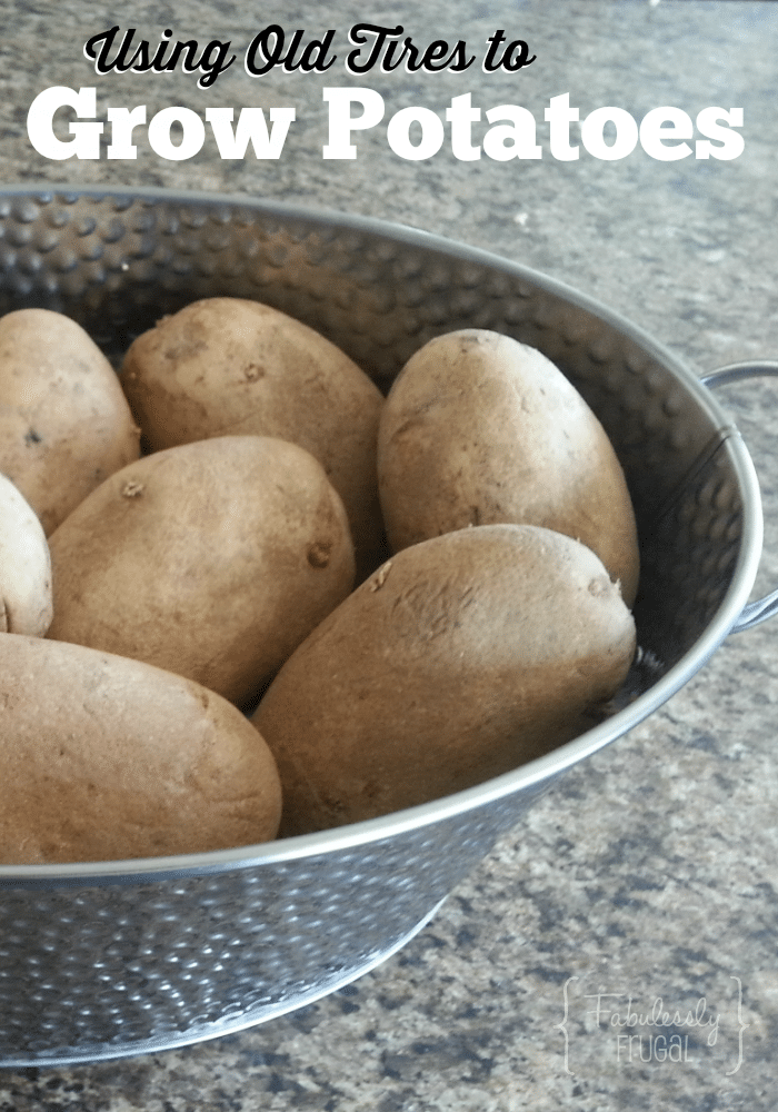 How To Grow Potatoes In Tires 3 Step Tutorial Laptrinhx News