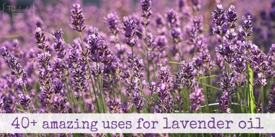Lavender essential oil is powerful! Here's 40+ uses of Lavender Essential Oil!
