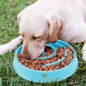 Amazon: Slow Dog Feed Bowl as low as $5.36 (Reg. $13.95) + Free Shipping