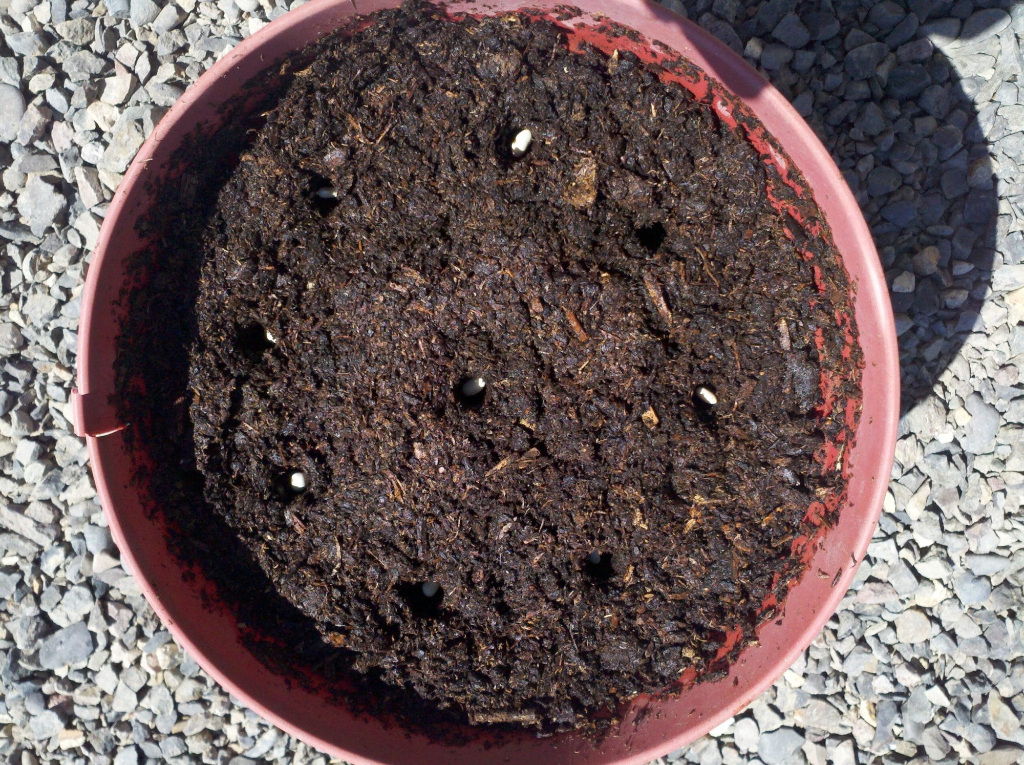 Pot with dirt and seeds in it