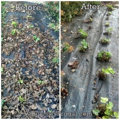 Before and after shot of tidying up strawberry runners