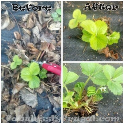 caring for strawberry plants and clipping runners