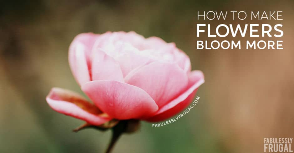 How to make flowers bloom more