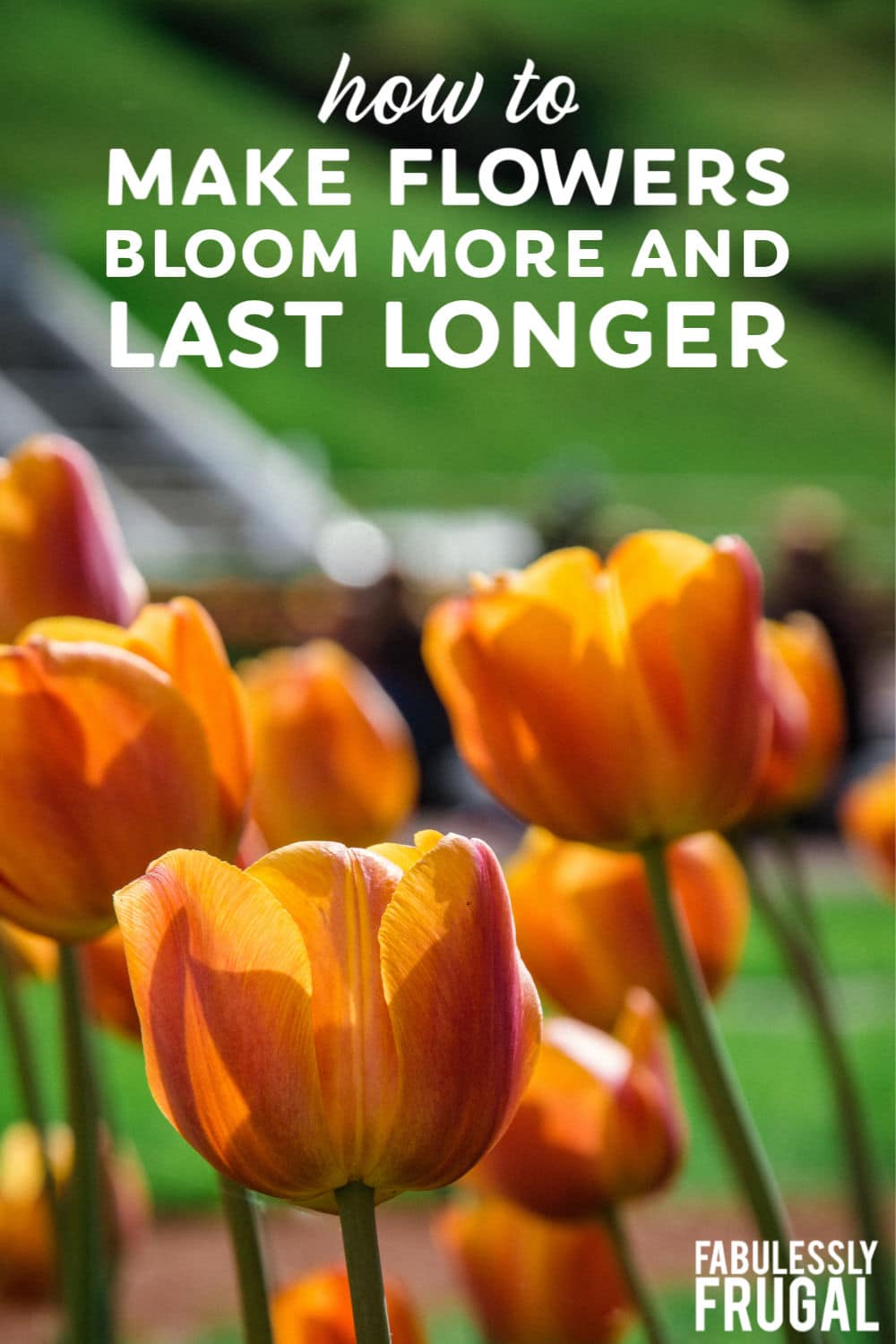 How to make flowers bloom more and last longer