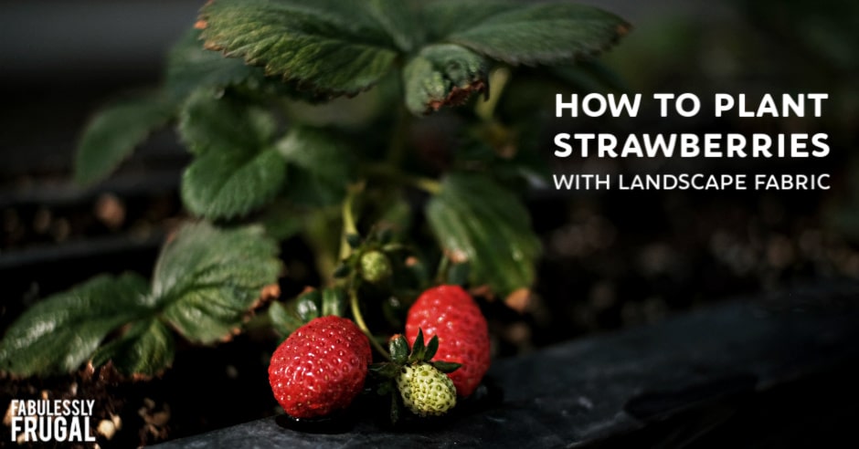 Planting a strawberry patch