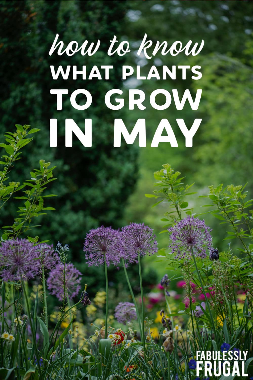 Plants to grow in May
