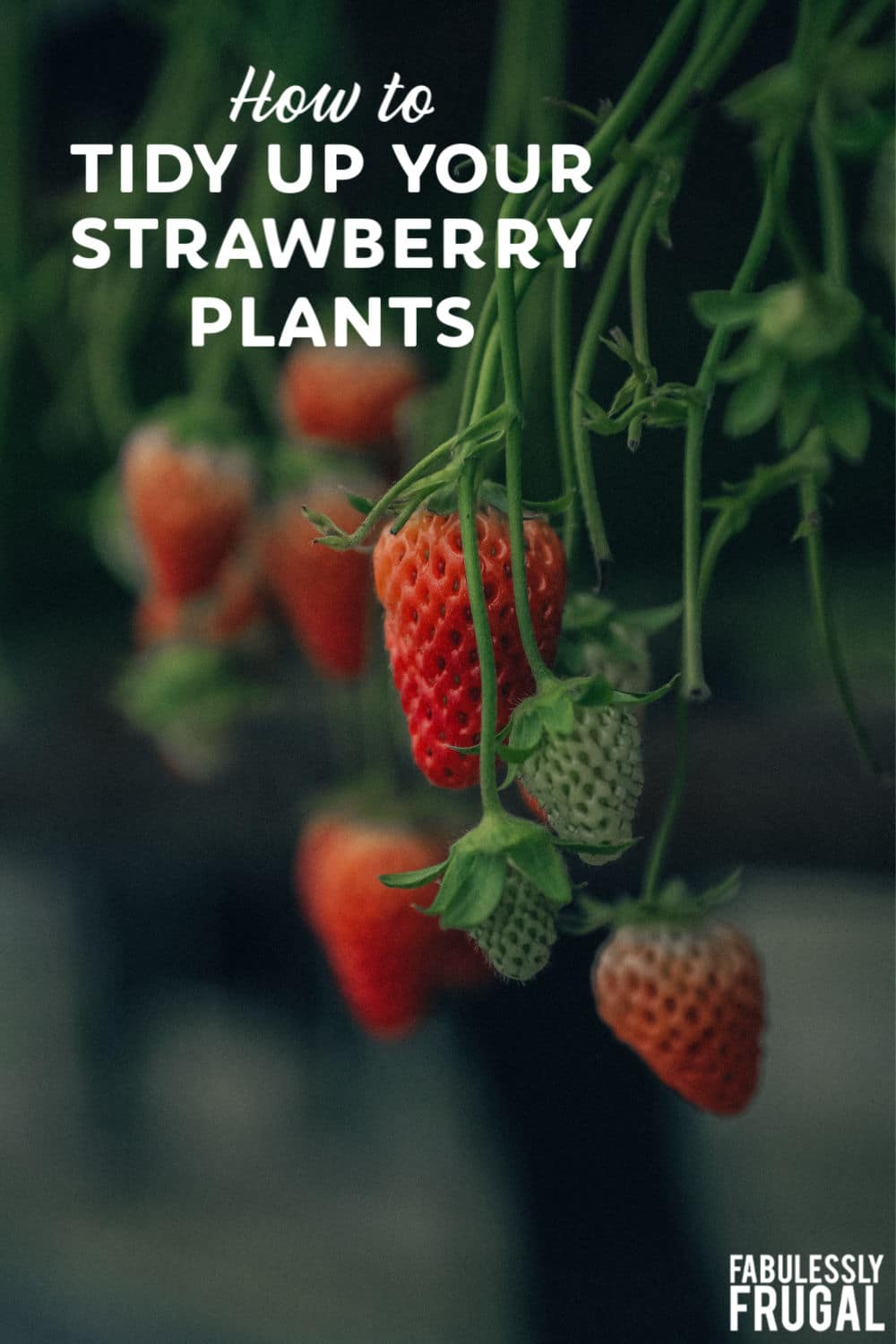 Tidying up strawberry plants