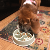 Amazon: Slow Feeder Bowls for Dogs and Cats $5 After Code (Reg. $9.99)...