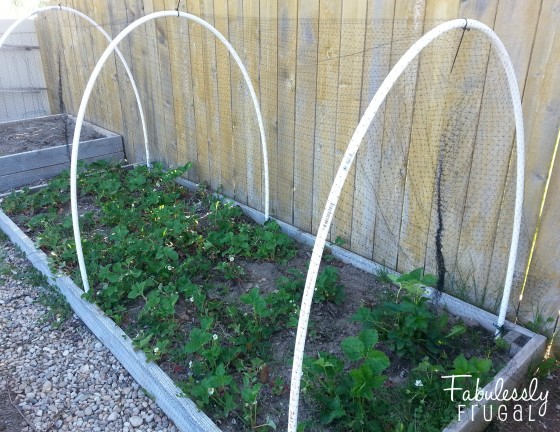 Finished diy bird netting for raised garden beds