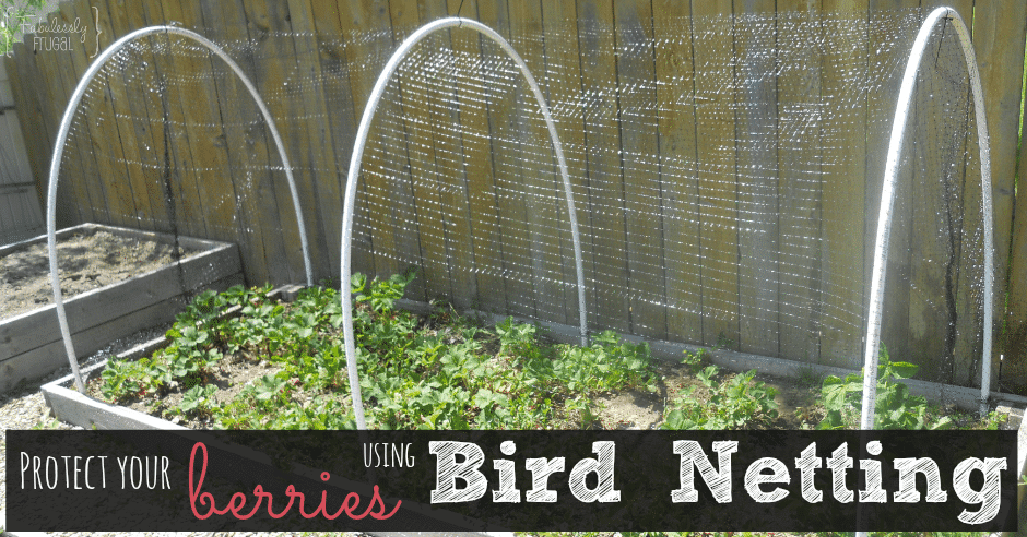 Bird netting - See this and more at: fabulesslyfrugal.com