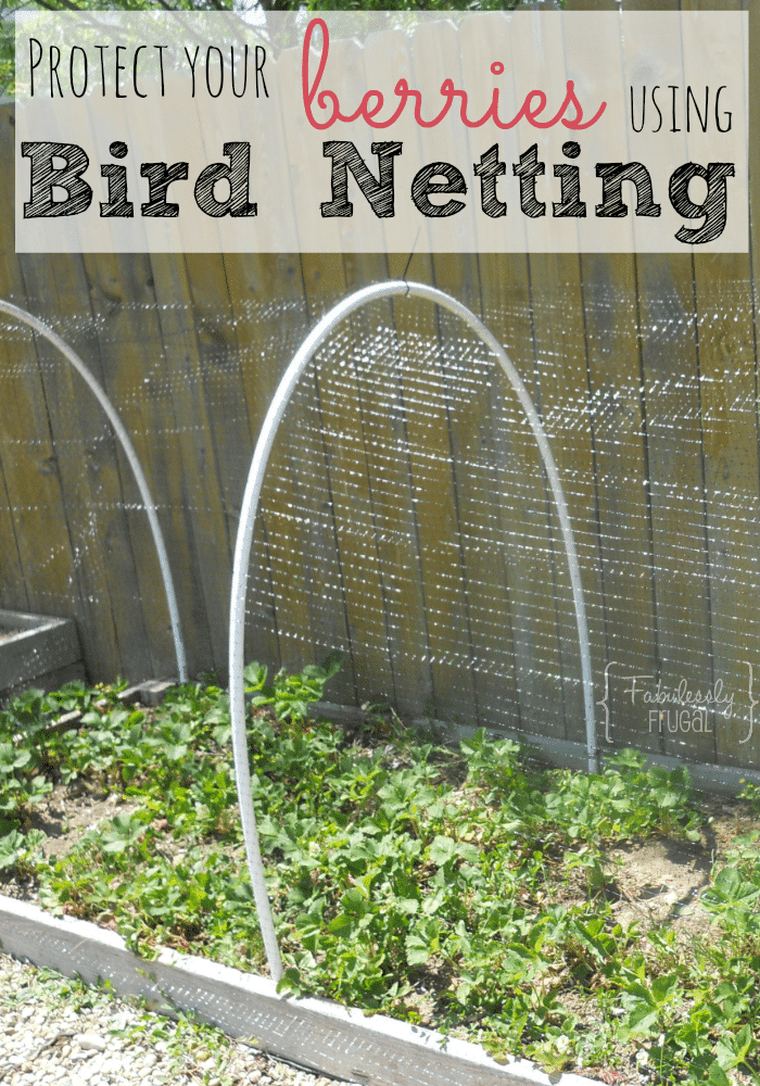 Protect your berries using DIY bird netting