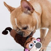 Amazon: No Stuffing Plush Lil Squeak Monkey Dog Toy $2.06 (Reg. $8.32)...